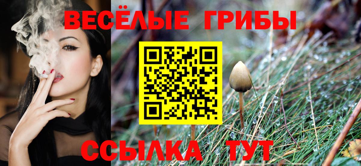 Клинцы  где продают наркотики  Вход с VPN  Псилоцибиновые грибы мицелий 